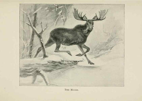 Reproducción/Reproduction 7176432079: Four-footed Americans and their kin /. New York :Macmillan,1898, t.p. 1901.