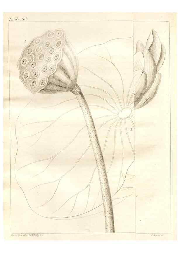 Reproducción/Reproduction 7176432185: A flora of North America :. Philadelphia :M. Carey & Sons,1821-23.