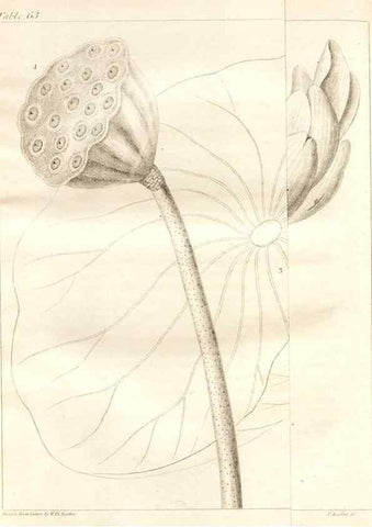 Reproducción/Reproduction 7176432185: A flora of North America :. Philadelphia :M. Carey & Sons,1821-23.