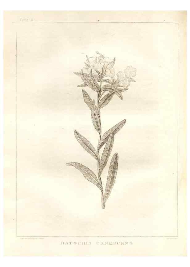 Reproducción/Reproduction 7176428363: A flora of North America :. Philadelphia :M. Carey & Sons,1821-23.