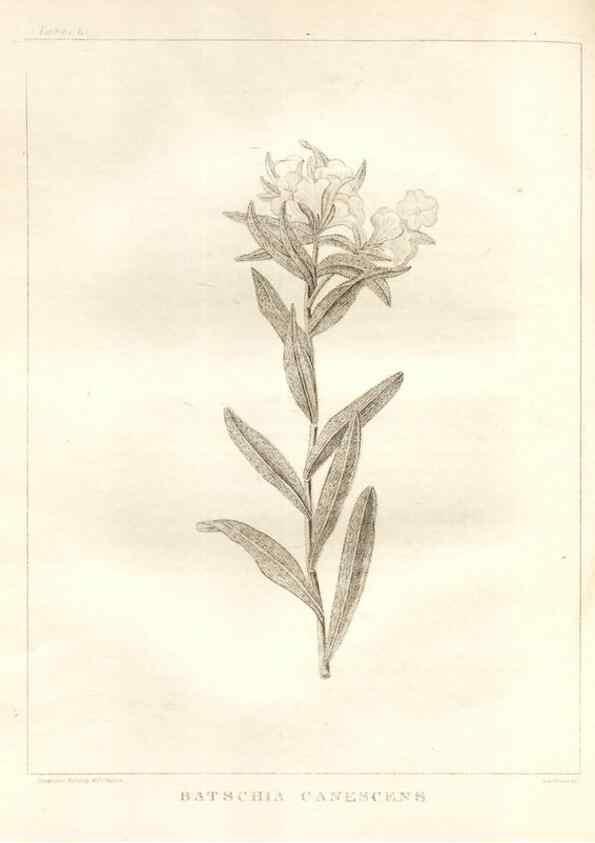 Reproducción/Reproduction 7176428363: A flora of North America :. Philadelphia :M. Carey & Sons,1821-23.