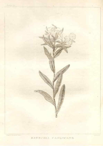 Reproducción/Reproduction 7176428363: A flora of North America :. Philadelphia :M. Carey & Sons,1821-23.
