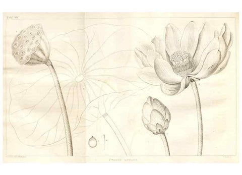 Reproducción/Reproduction 7361656586: A flora of North America :. Philadelphia :M. Carey & Sons,1821-23.