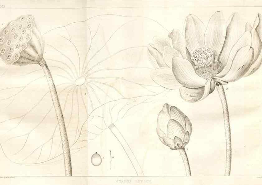 Reproducción/Reproduction 7361656586: A flora of North America :. Philadelphia :M. Carey & Sons,1821-23.