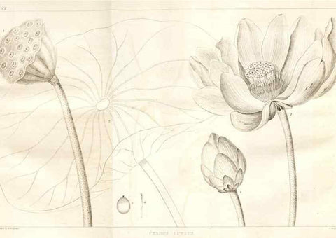 Reproducción/Reproduction 7361656586: A flora of North America :. Philadelphia :M. Carey & Sons,1821-23.