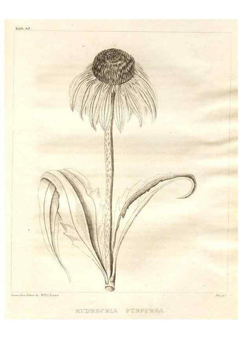 Reproducción/Reproduction 7176433345: A flora of North America :. Philadelphia :M. Carey & Sons,1821-23.