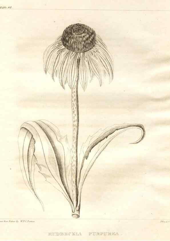Reproducción/Reproduction 7176433345: A flora of North America :. Philadelphia :M. Carey & Sons,1821-23.