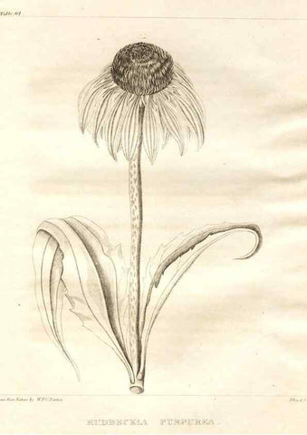 Reproducción/Reproduction 7176433345: A flora of North America :. Philadelphia :M. Carey & Sons,1821-23.