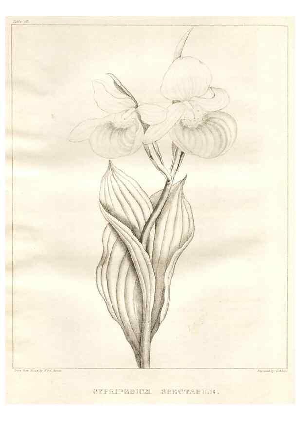 Reproducción/Reproduction 7176434155: A flora of North America :. Philadelphia :M. Carey & Sons,1821-23.