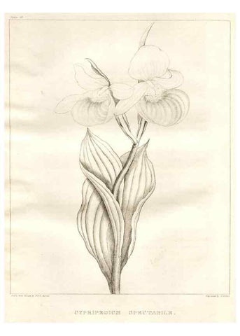 Reproducción/Reproduction 7176434155: A flora of North America :. Philadelphia :M. Carey & Sons,1821-23.