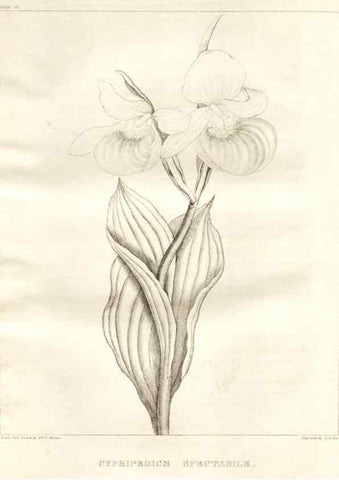 Reproducción/Reproduction 7176434155: A flora of North America :. Philadelphia :M. Carey & Sons,1821-23.