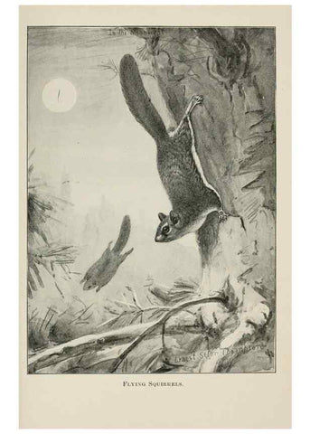Reproducción/Reproduction 7361658418: Four-footed Americans and their kin /. New York :Macmillan,1898, t.p. 1901.
