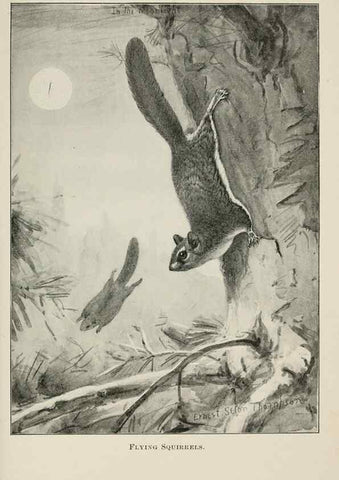 Reproducción/Reproduction 7361658418: Four-footed Americans and their kin /. New York :Macmillan,1898, t.p. 1901.