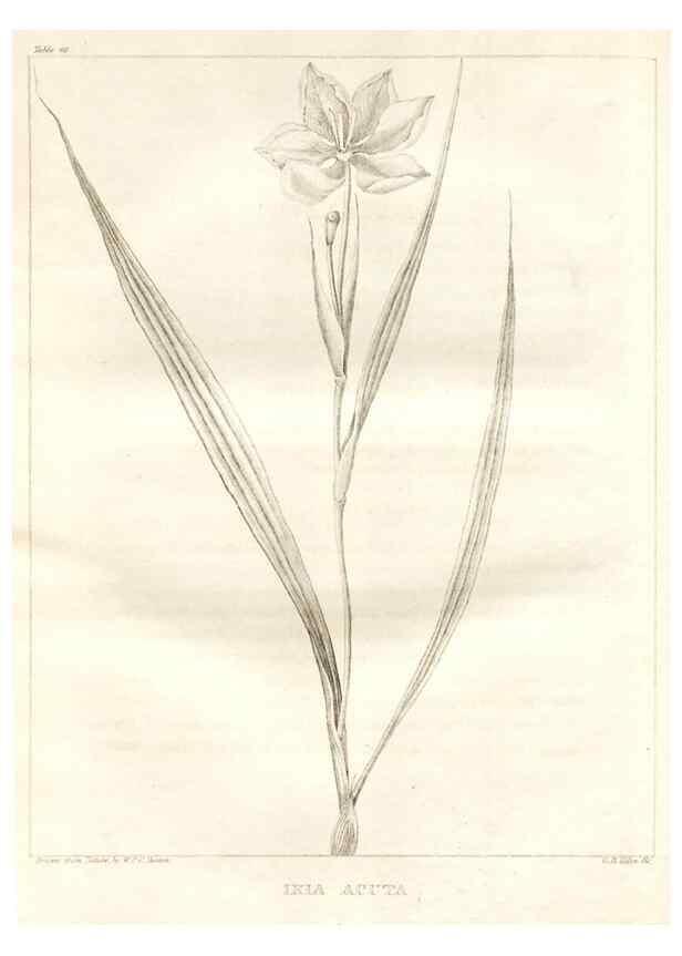 Reproducción/Reproduction 7361658908: A flora of North America :. Philadelphia :M. Carey & Sons,1821-23.