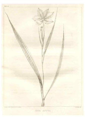 Reproducción/Reproduction 7361658908: A flora of North America :. Philadelphia :M. Carey & Sons,1821-23.