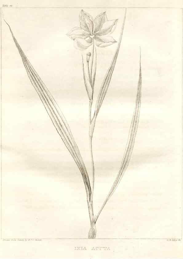 Reproducción/Reproduction 7361658908: A flora of North America :. Philadelphia :M. Carey & Sons,1821-23.