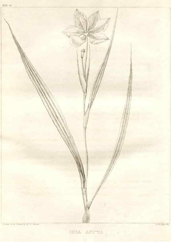 Reproducción/Reproduction 7361658908: A flora of North America :. Philadelphia :M. Carey & Sons,1821-23.