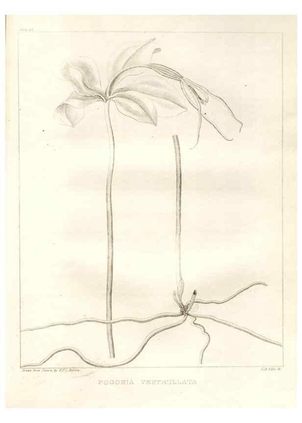 Reproducción/Reproduction 7176435401: A flora of North America :. Philadelphia :M. Carey & Sons,1821-23.