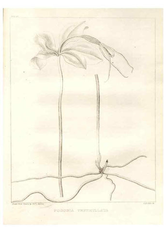 Reproducción/Reproduction 7176435401: A flora of North America :. Philadelphia :M. Carey & Sons,1821-23.
