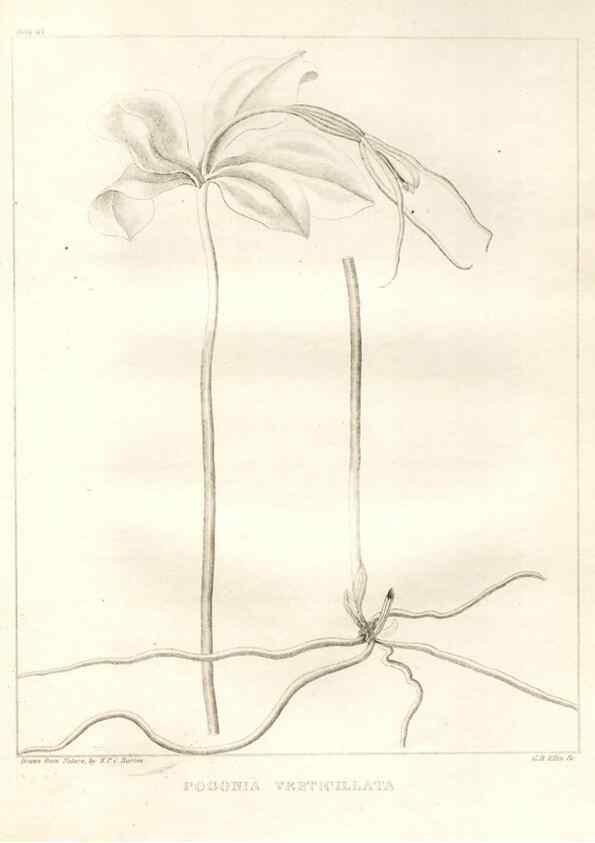 Reproducción/Reproduction 7176435401: A flora of North America :. Philadelphia :M. Carey & Sons,1821-23.