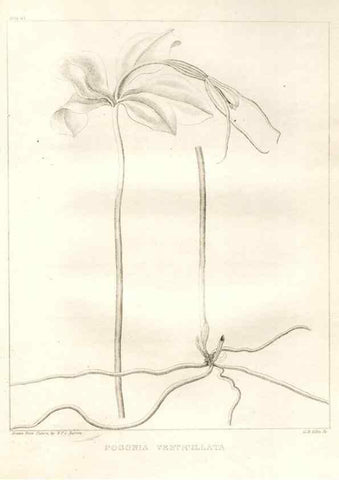 Reproducción/Reproduction 7176435401: A flora of North America :. Philadelphia :M. Carey & Sons,1821-23.