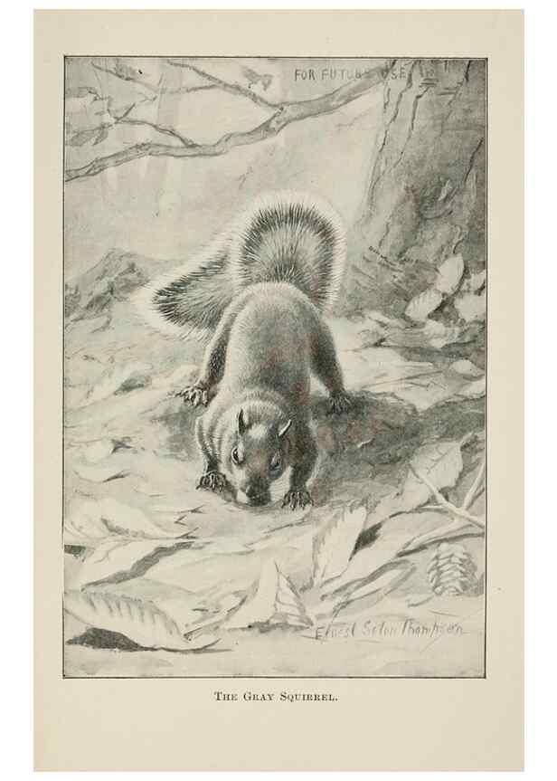 Reproducción/Reproduction 7361659866: Four-footed Americans and their kin /. New York :Macmillan,1898, t.p. 1901.