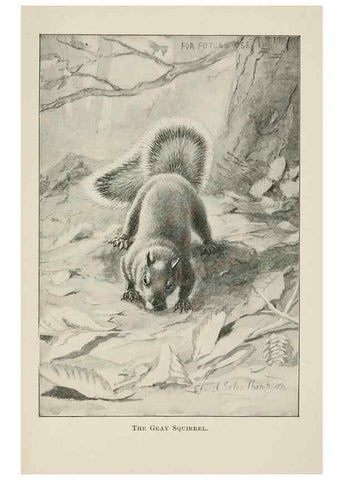 Reproducción/Reproduction 7361659866: Four-footed Americans and their kin /. New York :Macmillan,1898, t.p. 1901.