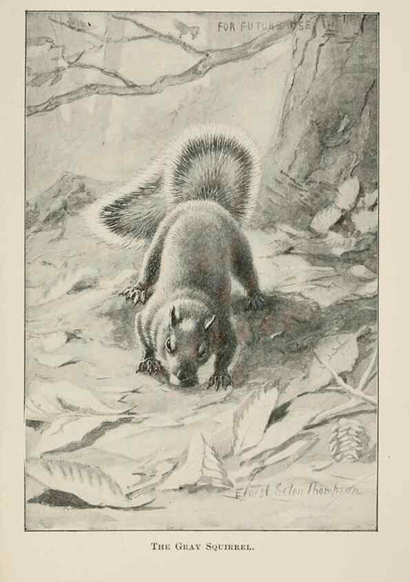 Reproducción/Reproduction 7361659866: Four-footed Americans and their kin /. New York :Macmillan,1898, t.p. 1901.
