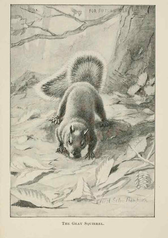 Reproducción/Reproduction 7361659866: Four-footed Americans and their kin /. New York :Macmillan,1898, t.p. 1901.