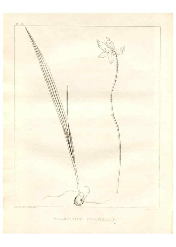 Reproducción/Reproduction 7361660248: A flora of North America :. Philadelphia :M. Carey & Sons,1821-23.