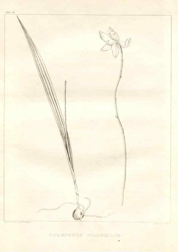 Reproducción/Reproduction 7361660248: A flora of North America :. Philadelphia :M. Carey & Sons,1821-23.