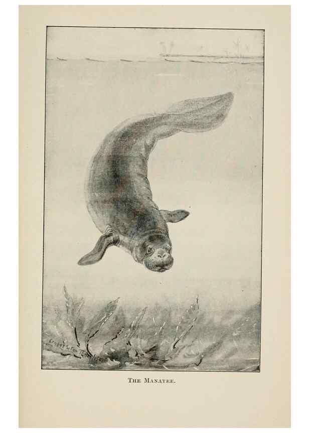 Reproducción/Reproduction 7176433043: Four-footed Americans and their kin /. New York :Macmillan,1898, t.p. 1901.