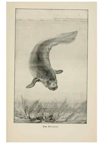 Reproducción/Reproduction 7176433043: Four-footed Americans and their kin /. New York :Macmillan,1898, t.p. 1901.
