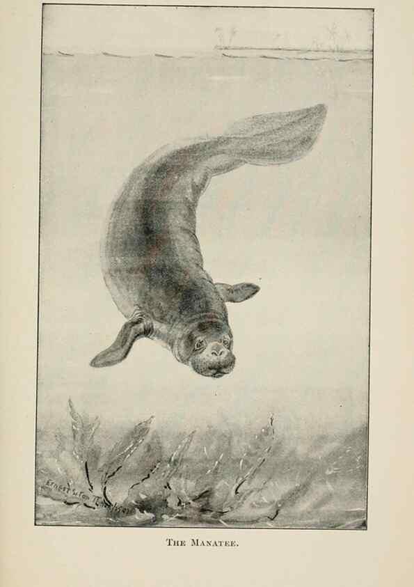 Reproducción/Reproduction 7176433043: Four-footed Americans and their kin /. New York :Macmillan,1898, t.p. 1901.