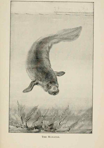 Reproducción/Reproduction 7176433043: Four-footed Americans and their kin /. New York :Macmillan,1898, t.p. 1901.