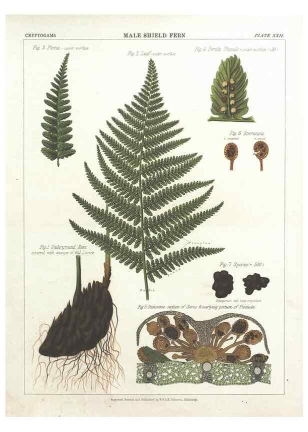Reproducción/Reproduction 7351351268: The botanical atlas :. New York :The Century Co.,1883.