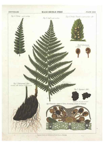 Reproducción/Reproduction 7351351268: The botanical atlas :. New York :The Century Co.,1883.
