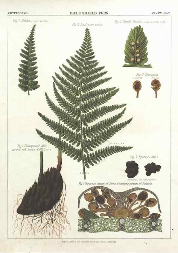 Reproducción/Reproduction 7351351268: The botanical atlas :. New York :The Century Co.,1883.