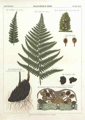 Reproducción/Reproduction 7351351268: The botanical atlas :. New York :The Century Co.,1883.