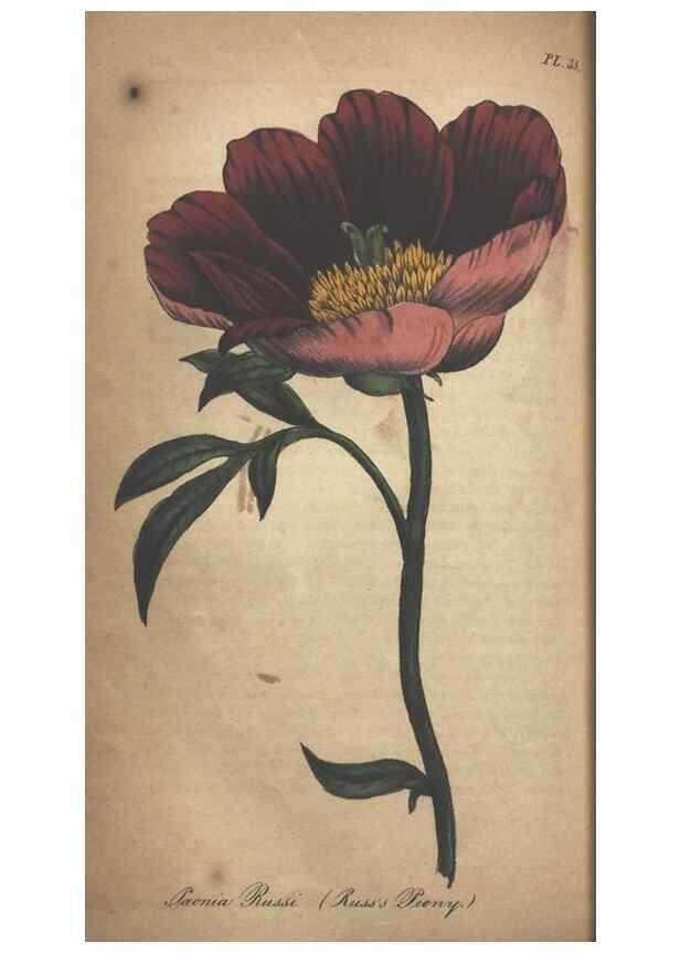 Reproducción/Reproduction 7166414771: The illustrated botany :. New York :J.K. Wellman,1846-1847.
