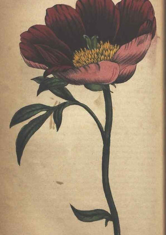 Reproducción/Reproduction 7166414771: The illustrated botany :. New York :J.K. Wellman,1846-1847.