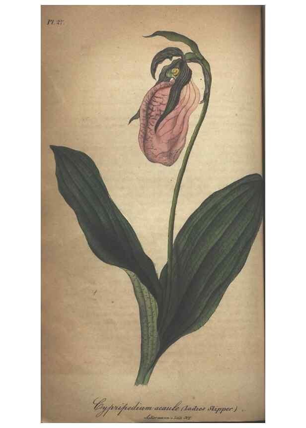 Reproducción/Reproduction 7166411861: The illustrated botany :. New York :J.K. Wellman,1846-1847.