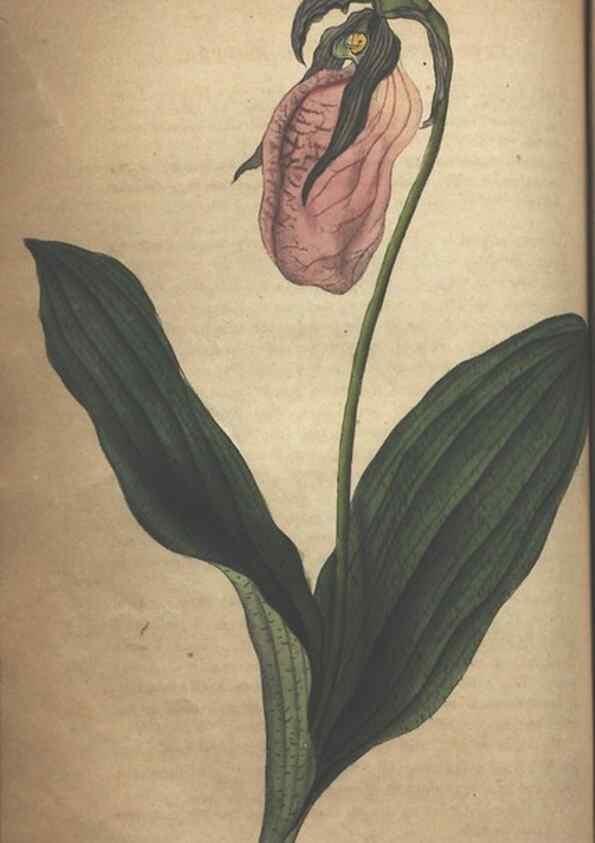 Reproducción/Reproduction 7166411861: The illustrated botany :. New York :J.K. Wellman,1846-1847.