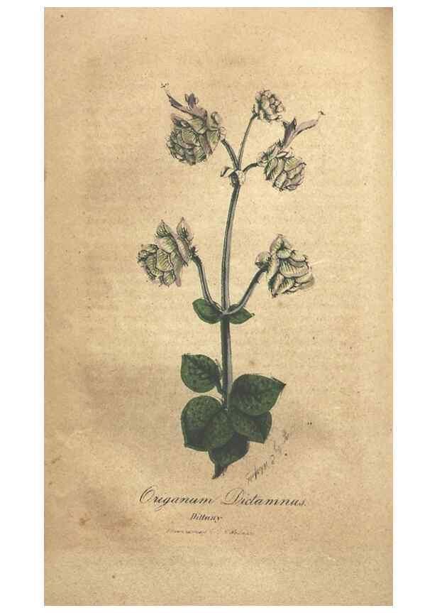 Reproducción/Reproduction 7351532810: The illustrated botany :. New York :J.K. Wellman,1846-1847.