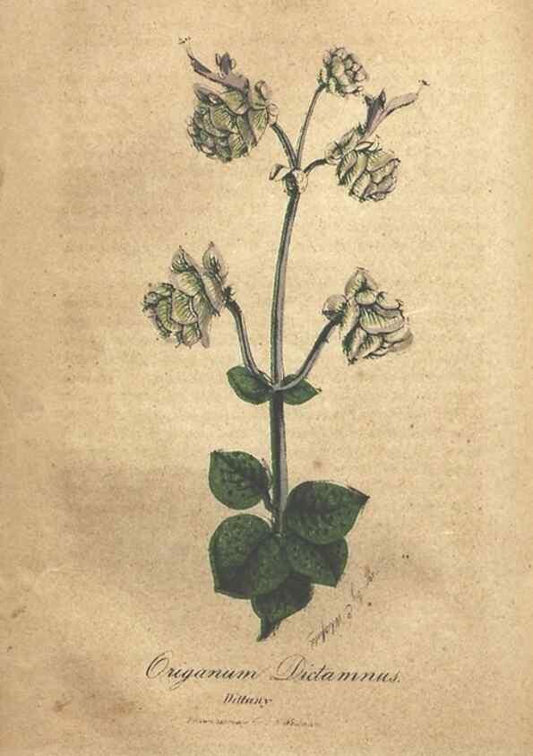 Reproducción/Reproduction 7351532810: The illustrated botany :. New York :J.K. Wellman,1846-1847.