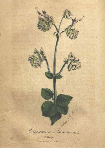 Reproducción/Reproduction 7351532810: The illustrated botany :. New York :J.K. Wellman,1846-1847.