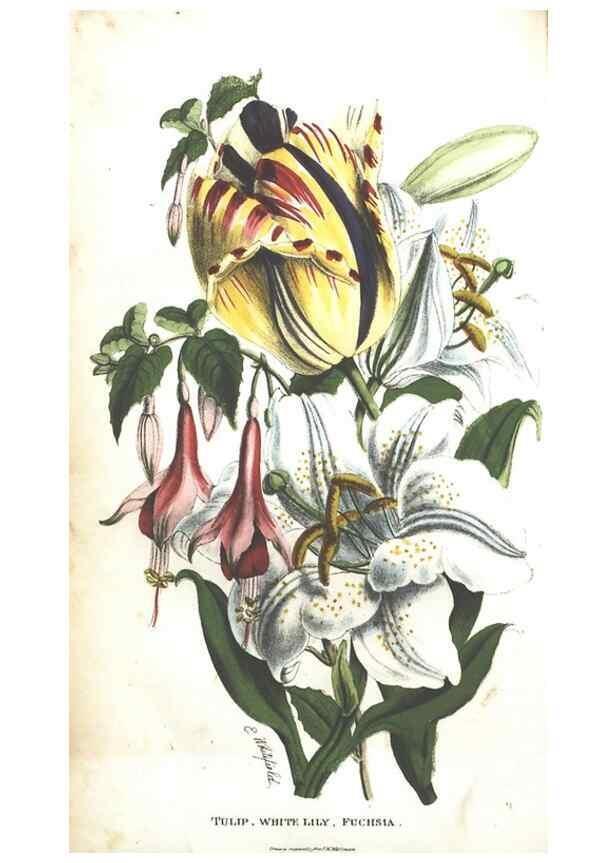 Reproducción/Reproduction 7166323895: The illustrated botany :. New York :J.K. Wellman,1846-1847.