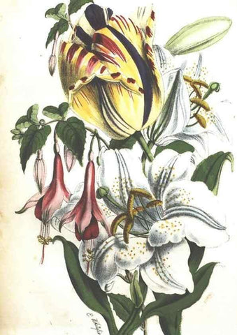 Reproducción/Reproduction 7166323895: The illustrated botany :. New York :J.K. Wellman,1846-1847.