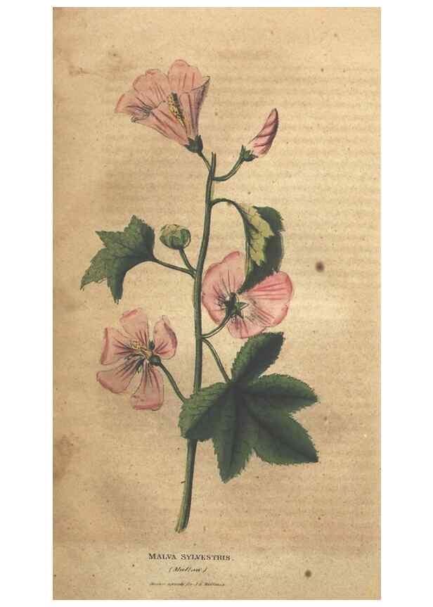 Reproducción/Reproduction 7351534588: The illustrated botany :. New York :J.K. Wellman,1846-1847.