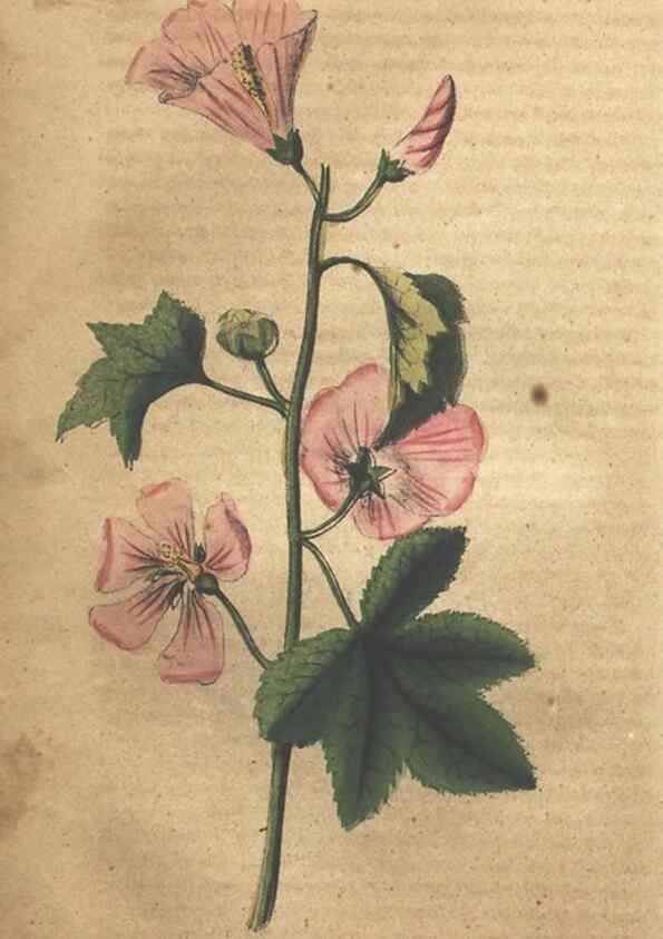 Reproducción/Reproduction 7351534588: The illustrated botany :. New York :J.K. Wellman,1846-1847.